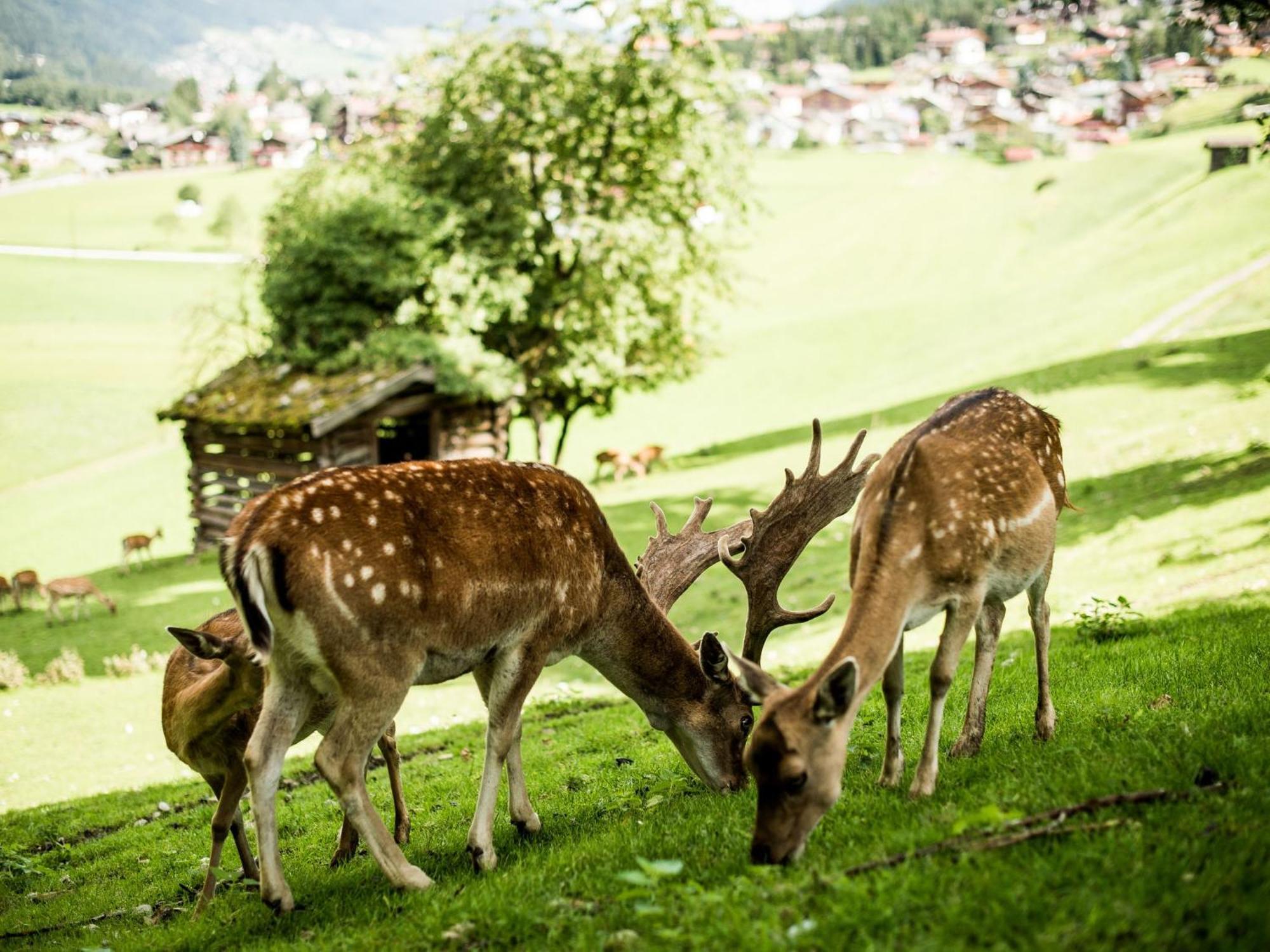 Forster'S Naturresort Neustift im Stubaital Exterior foto